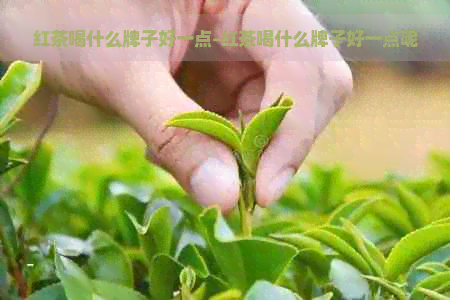 红茶喝什么牌子好一点-红茶喝什么牌子好一点呢