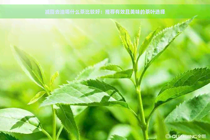 减脂去油喝什么茶比较好：推荐有效且美味的茶叶选择