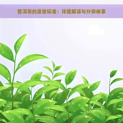 普洱茶的质量标准：详细解读与分级体系