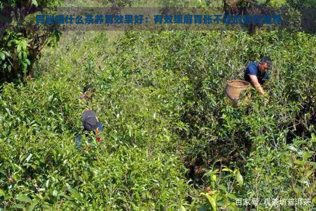 胃胀喝什么茶养胃效果好：有效缓解胃胀不适的茶饮推荐