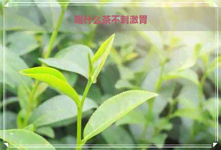 喝什么茶不刺激胃