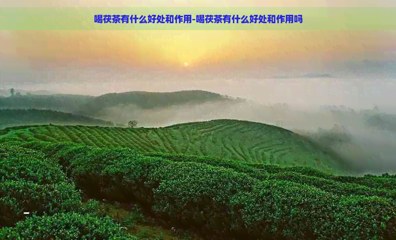 喝茯茶有什么好处和作用-喝茯茶有什么好处和作用吗