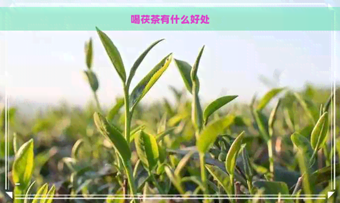 喝茯茶有什么好处