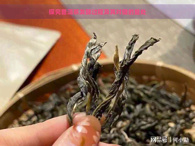 探究普洱茶发酵过程及其对健的益处