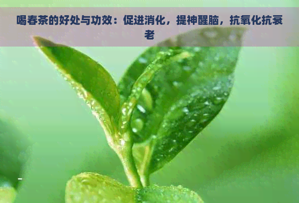 喝春茶的好处与功效：促进消化，提神醒脑，抗氧化抗衰老