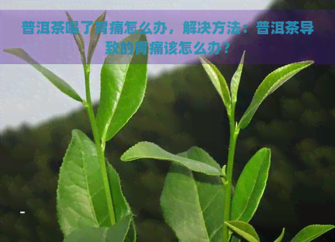 普洱茶喝了胃痛怎么办，解决方法：普洱茶导致的胃痛该怎么办？