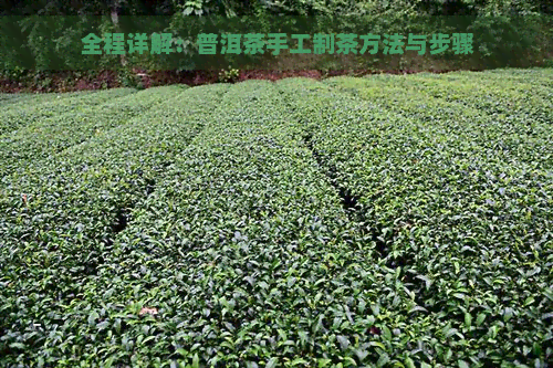 全程详解：普洱茶手工制茶方法与步骤