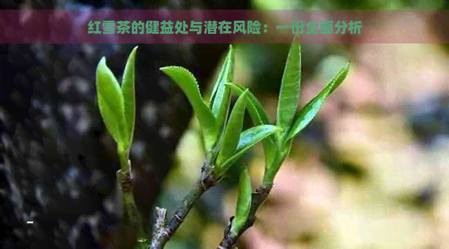 红雪茶的健益处与潜在风险：一份全面分析