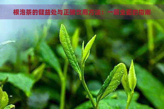 根泡茶的健益处与正确饮用方法：一篇全面的指南