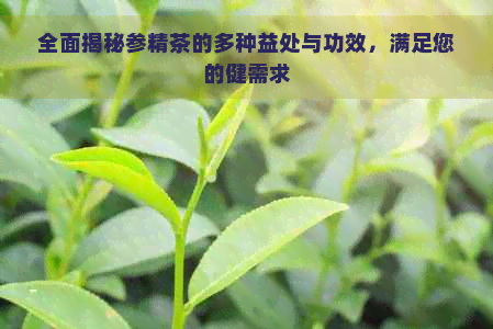 全面揭秘参精茶的多种益处与功效，满足您的健需求