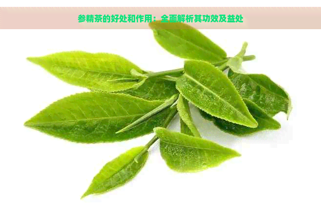 参精茶的好处和作用：全面解析其功效及益处