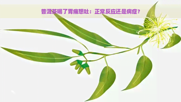 普洱茶喝了胃痛想吐：正常反应还是病症？