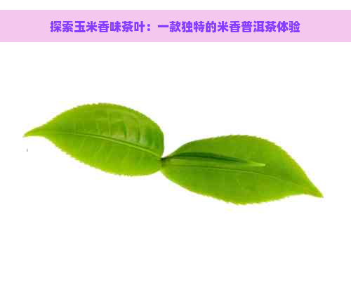 探索玉米香味茶叶：一款独特的米香普洱茶体验