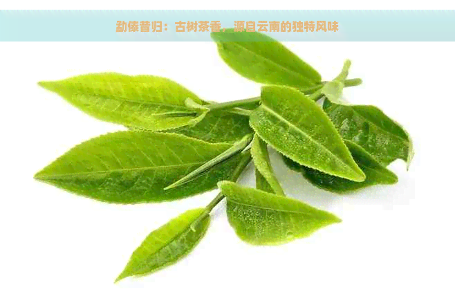 勐傣昔归：古树茶香，源自云南的独特风味