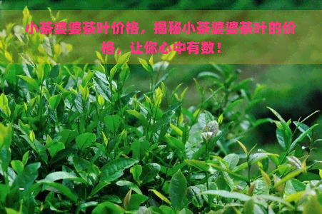 小茶婆婆茶叶价格，揭秘小茶婆婆茶叶的价格，让你心中有数！