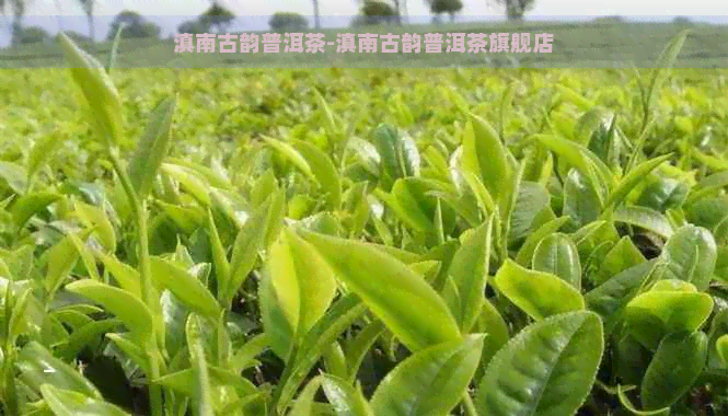 滇南古韵普洱茶-滇南古韵普洱茶旗舰店