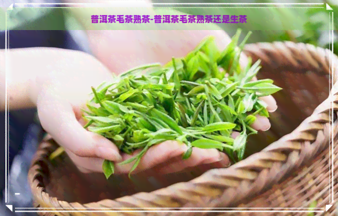 普洱茶毛茶熟茶-普洱茶毛茶熟茶还是生茶