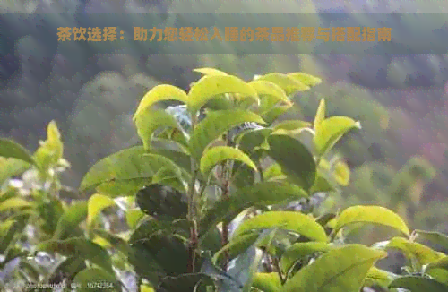 茶饮选择：助力您轻松入睡的茶品推荐与搭配指南