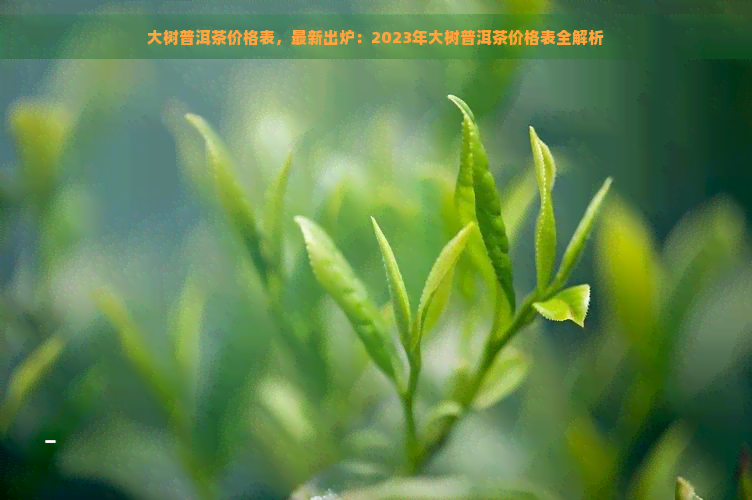 大树普洱茶价格表，最新出炉：2023年大树普洱茶价格表全解析