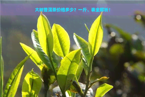 大树普洱茶价格多少？一斤、表全解析！