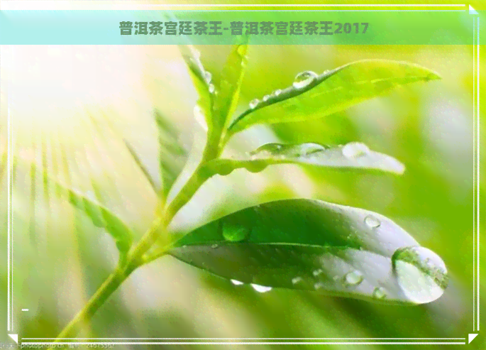 普洱茶宫廷茶王-普洱茶宫廷茶王2017