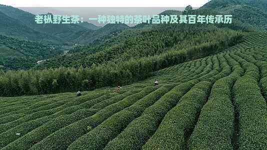 老枞野生茶：一种独特的茶叶品种及其百年传承历