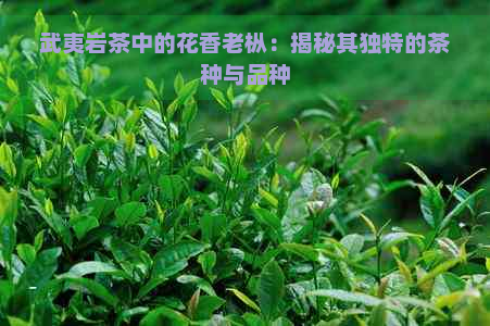 武夷岩茶中的花香老枞：揭秘其独特的茶种与品种