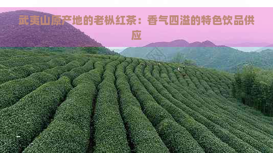 武夷山原产地的老枞红茶：香气四溢的特色饮品供应