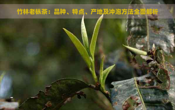 竹林老枞茶：品种、特点、产地及冲泡方法全面解析