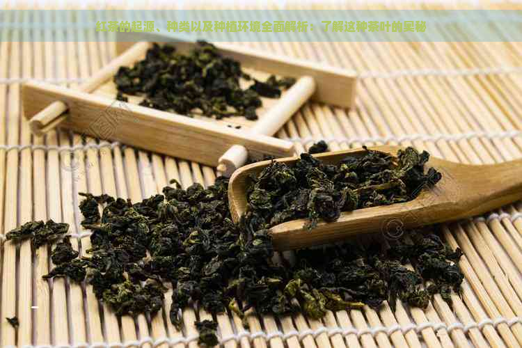 红茶的起源、种类以及种植环境全面解析：了解这种茶叶的奥秘
