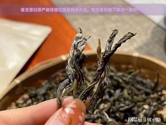 临沧昔归茶产地详细位置及特点介绍，助您更好地了解这一茶叶产地
