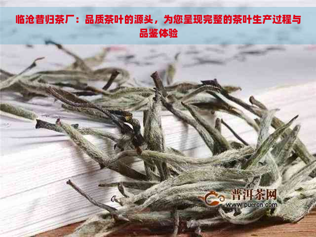 临沧昔归茶厂：品质茶叶的源头，为您呈现完整的茶叶生产过程与品鉴体验