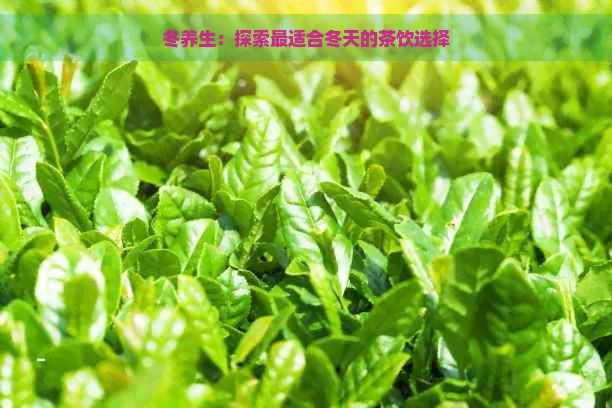 冬养生：探索最适合冬天的茶饮选择