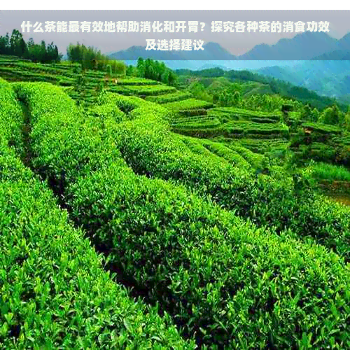 什么茶能最有效地帮助消化和开胃？探究各种茶的消食功效及选择建议