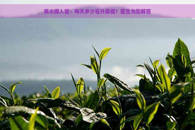 茶水摄入量：每天多少毫升最健？医生为您解答