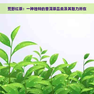 荒野红茶：一种独特的普洱茶品类及其魅力所在