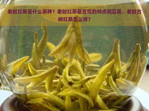 老挝红茶是什么茶种？老挝红茶最直观的特点和品质，老挝古树红茶怎么样？