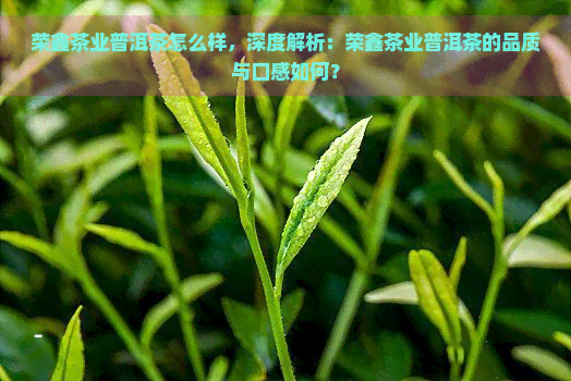 荣鑫茶业普洱茶怎么样，深度解析：荣鑫茶业普洱茶的品质与口感如何？