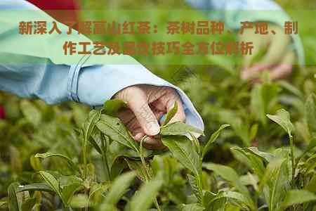 新深入了解高山红茶：茶树品种、产地、制作工艺及品饮技巧全方位解析