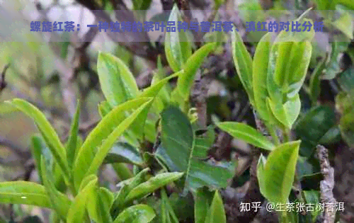 螺旋红茶：一种独特的茶叶品种与普洱茶、滇红的对比分析