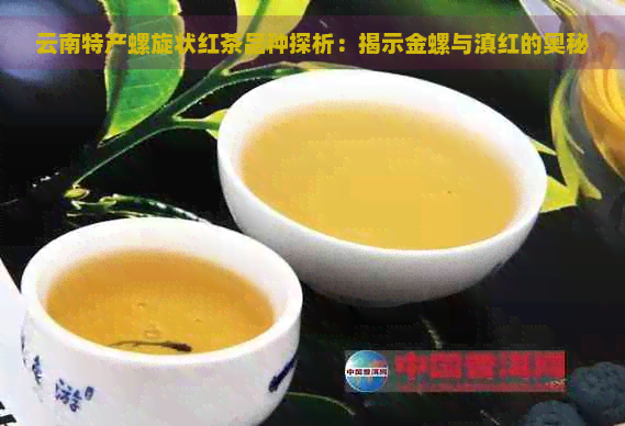 云南特产螺旋状红茶品种探析：揭示金螺与滇红的奥秘