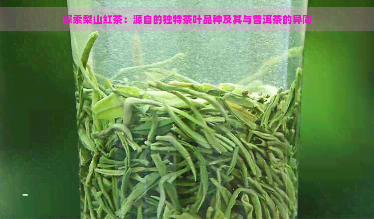 探索梨山红茶：源自的独特茶叶品种及其与普洱茶的异同