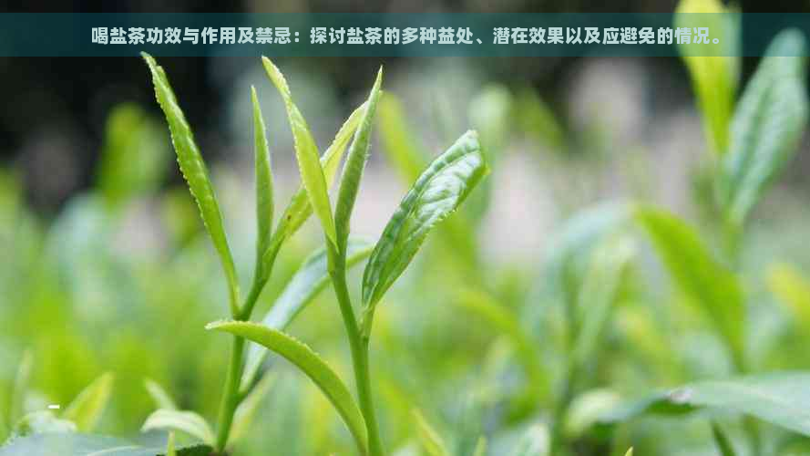 喝盐茶功效与作用及禁忌：探讨盐茶的多种益处、潜在效果以及应避免的情况。