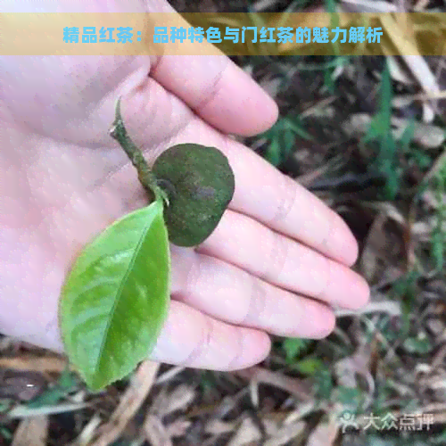 精品红茶：品种特色与门红茶的魅力解析