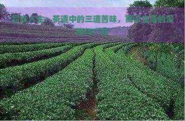 品味人生：茶道中的三道苦味，揭示生活的深度与广度