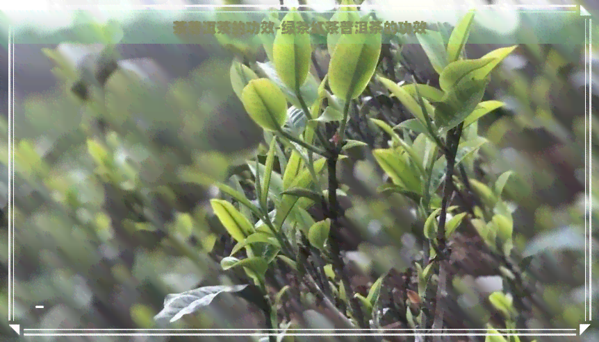 茶普洱茶的功效-绿茶红茶普洱茶的功效