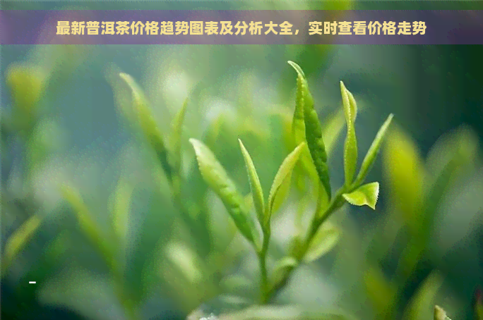 最新普洱茶价格趋势图表及分析大全，实时查看价格走势