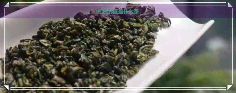 红茶到底是什么茶