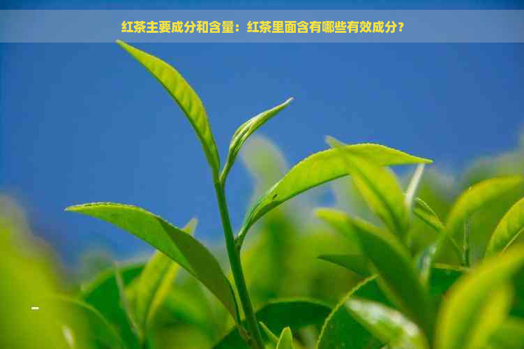 红茶主要成分和含量：红茶里面含有哪些有效成分？