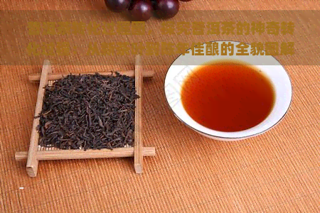 普洱茶转化过程图，探究普洱茶的神奇转化过程：从新茶叶到陈年佳酿的全貌图解